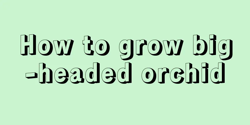 How to grow big-headed orchid