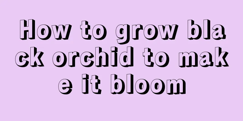 How to grow black orchid to make it bloom