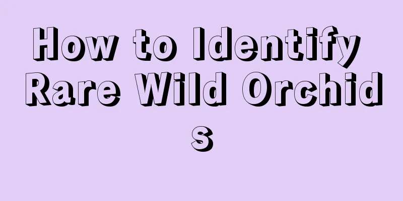 How to Identify Rare Wild Orchids