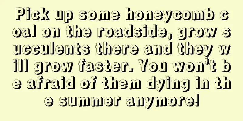 Pick up some honeycomb coal on the roadside, grow succulents there and they will grow faster. You won’t be afraid of them dying in the summer anymore!