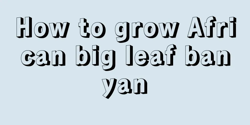 How to grow African big leaf banyan