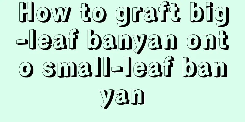 How to graft big-leaf banyan onto small-leaf banyan