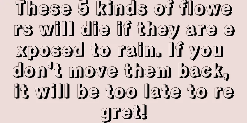 These 5 kinds of flowers will die if they are exposed to rain. If you don’t move them back, it will be too late to regret!