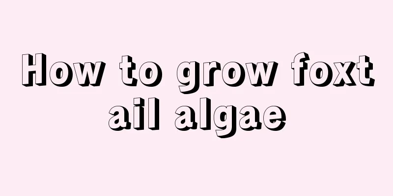 How to grow foxtail algae