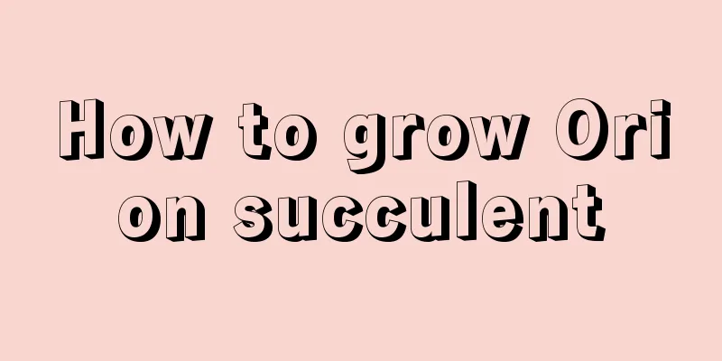 How to grow Orion succulent