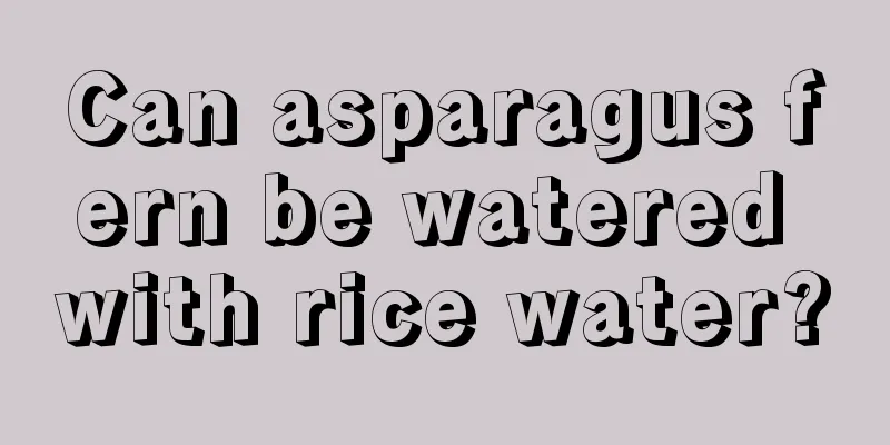 Can asparagus fern be watered with rice water?