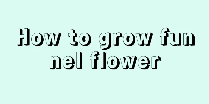 How to grow funnel flower