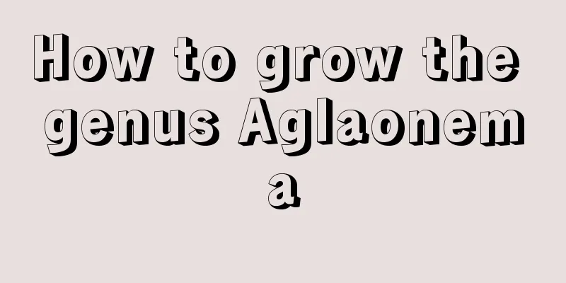 How to grow the genus Aglaonema