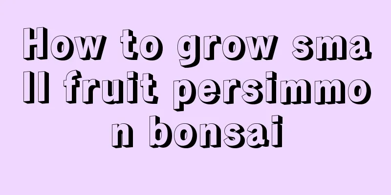 How to grow small fruit persimmon bonsai