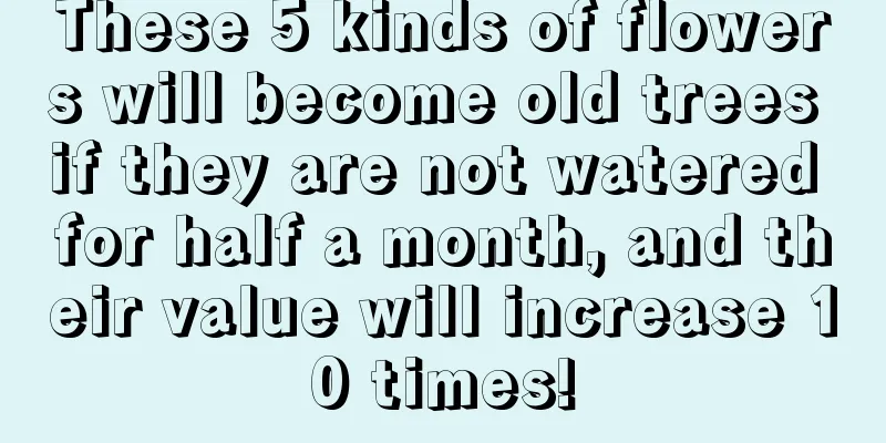 These 5 kinds of flowers will become old trees if they are not watered for half a month, and their value will increase 10 times!