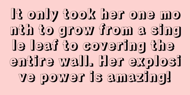 It only took her one month to grow from a single leaf to covering the entire wall. Her explosive power is amazing!