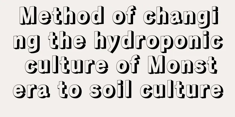 Method of changing the hydroponic culture of Monstera to soil culture