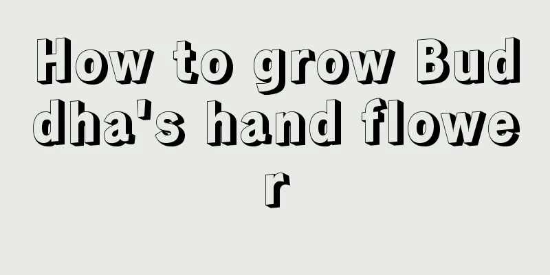 How to grow Buddha's hand flower