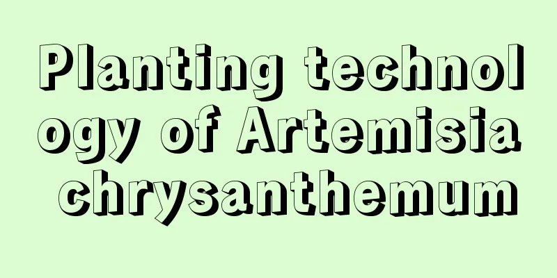 Planting technology of Artemisia chrysanthemum