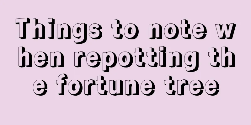 Things to note when repotting the fortune tree