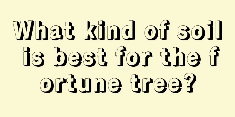 What kind of soil is best for the fortune tree?