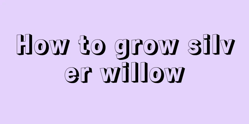 How to grow silver willow