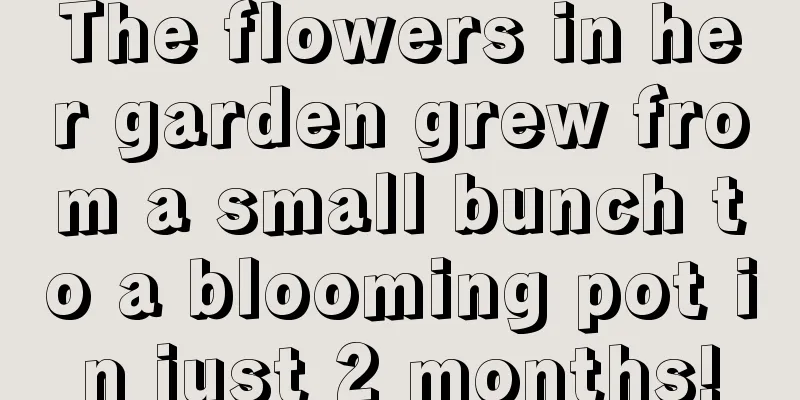 The flowers in her garden grew from a small bunch to a blooming pot in just 2 months!