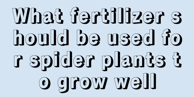 What fertilizer should be used for spider plants to grow well