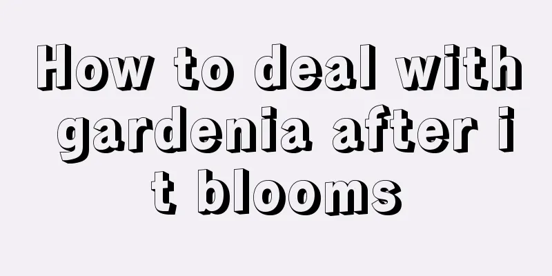 How to deal with gardenia after it blooms