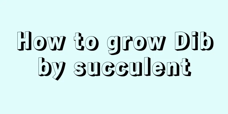 How to grow Dibby succulent