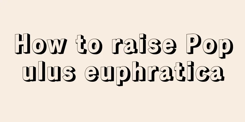 How to raise Populus euphratica