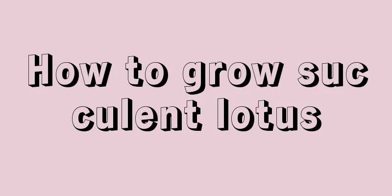 How to grow succulent lotus