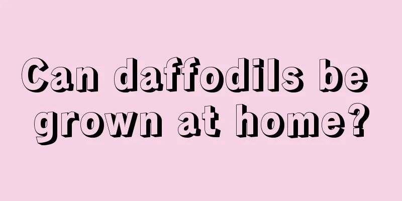 Can daffodils be grown at home?