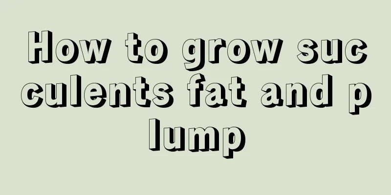 How to grow succulents fat and plump