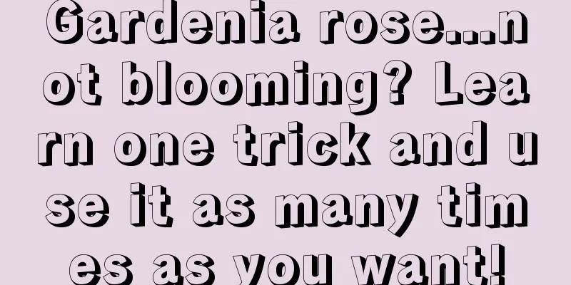 Gardenia rose...not blooming? Learn one trick and use it as many times as you want!