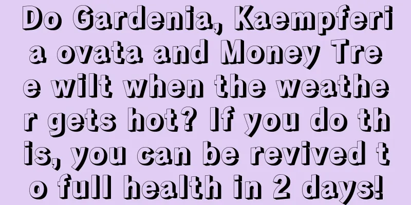 Do Gardenia, Kaempferia ovata and Money Tree wilt when the weather gets hot? If you do this, you can be revived to full health in 2 days!