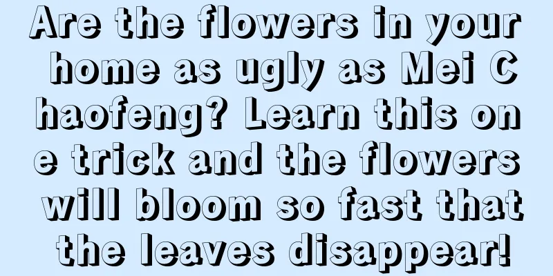 Are the flowers in your home as ugly as Mei Chaofeng? Learn this one trick and the flowers will bloom so fast that the leaves disappear!