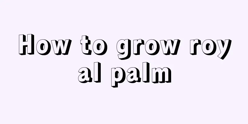 How to grow royal palm