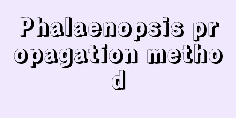 Phalaenopsis propagation method