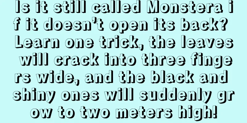 Is it still called Monstera if it doesn’t open its back? Learn one trick, the leaves will crack into three fingers wide, and the black and shiny ones will suddenly grow to two meters high!