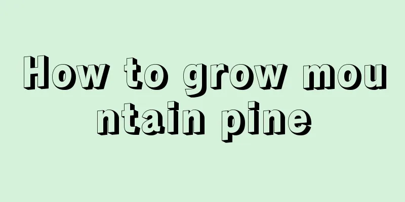 How to grow mountain pine