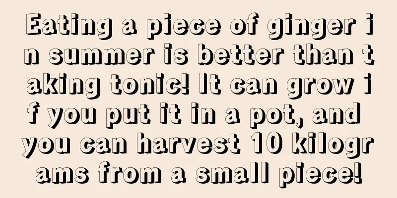 Eating a piece of ginger in summer is better than taking tonic! It can grow if you put it in a pot, and you can harvest 10 kilograms from a small piece!