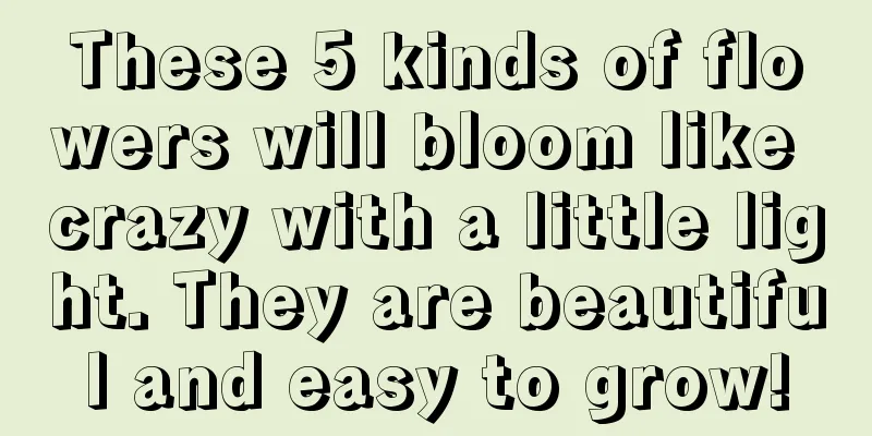 These 5 kinds of flowers will bloom like crazy with a little light. They are beautiful and easy to grow!