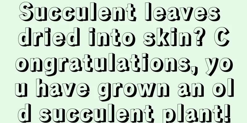 Succulent leaves dried into skin? Congratulations, you have grown an old succulent plant!