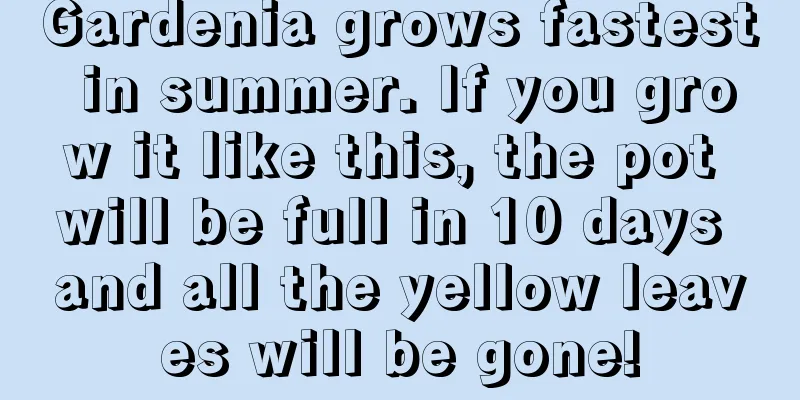 Gardenia grows fastest in summer. If you grow it like this, the pot will be full in 10 days and all the yellow leaves will be gone!