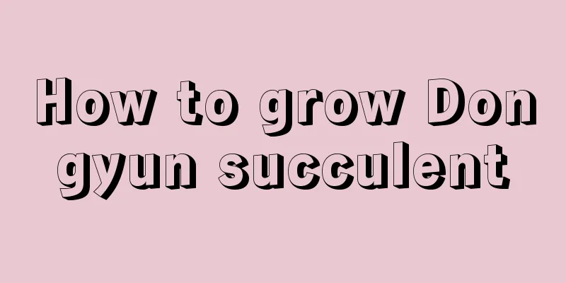 How to grow Dongyun succulent