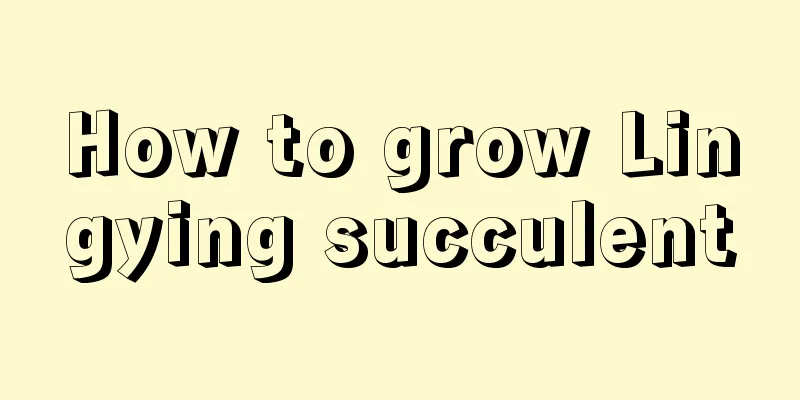 How to grow Lingying succulent