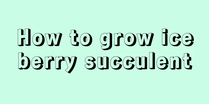 How to grow iceberry succulent