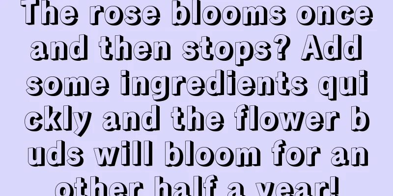 The rose blooms once and then stops? Add some ingredients quickly and the flower buds will bloom for another half a year!