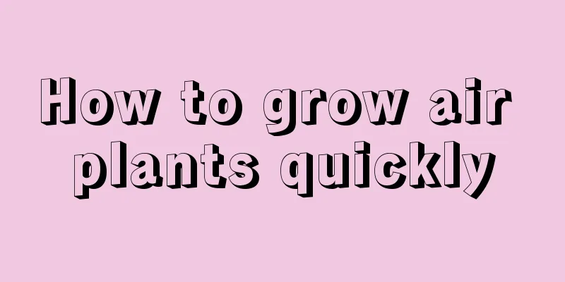 How to grow air plants quickly