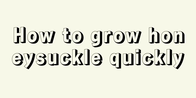 How to grow honeysuckle quickly