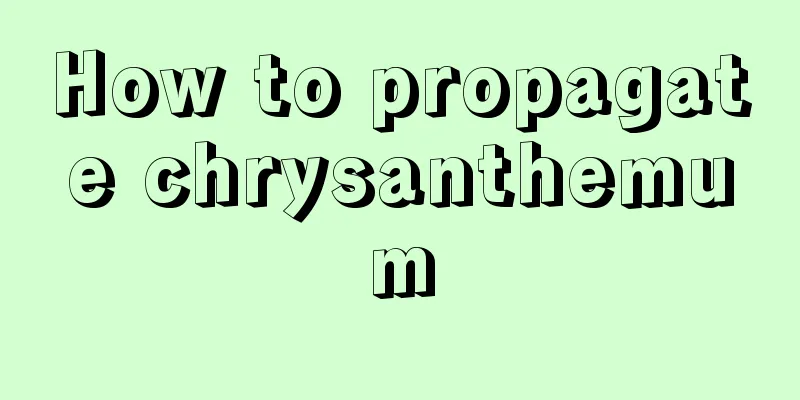 How to propagate chrysanthemum