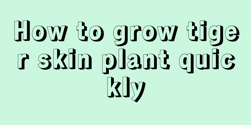 How to grow tiger skin plant quickly