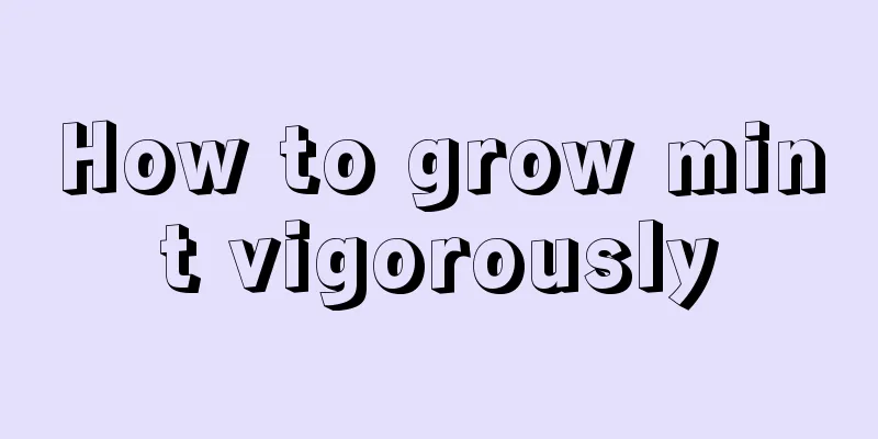 How to grow mint vigorously