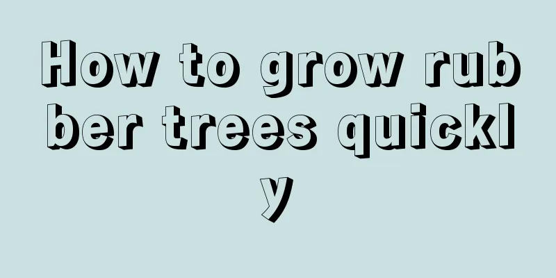 How to grow rubber trees quickly